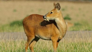 بازگشت دراکولای افغانستان/ از گرانبها ترین جانوارن زمین