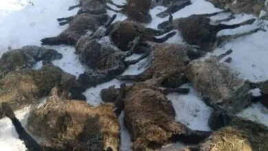 سرمای شدید اخیر در بلخ ؛ هزاران رأس مواشی تلف شد