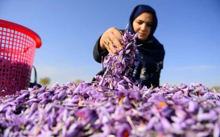 یوناما: زعفران بهترین گزینه برای جایگزینی کشت خشخاش در افغانستان است