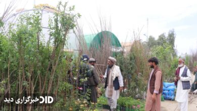شکوفایی بازار نهال در قندهار؛ استقبال چشم‌گیر مردم همزمان با آغاز فصل غرس نهال‌ها