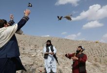 پرواز دوباره؛ رهایی ۸۵ پرنده وحشی در طبیعت هرات