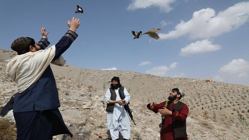 پرواز دوباره؛ رهایی ۸۵ پرنده وحشی در طبیعت هرات