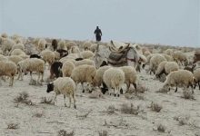 ورود گوسفند زنده از افغانستان به ایران ممنوع شد