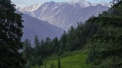 احیای سیستم آبیاری قطرهای و ممنوعیت قطع جنگلها در کشور