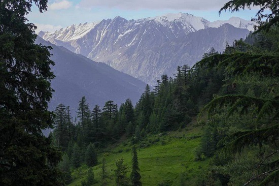 احیای سیستم آبیاری قطرهای و ممنوعیت قطع جنگلها در کشور