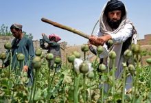 افغانستان در بحران گرسنگی؛ نبرد کشاورزان برای حفظ کشت خشخاش
