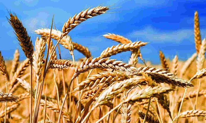 آغاز طرح ۱۰ میلیون پوندی بریتانیا و فائو برای تقویت کشاورزی افغانستان