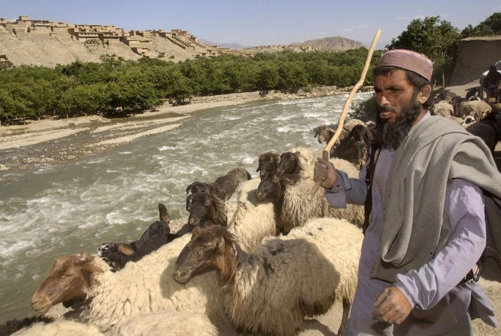 والی بامیان: کوچی‌ها بدون سند حق استفاده از چراگاه‌ها را ندارند