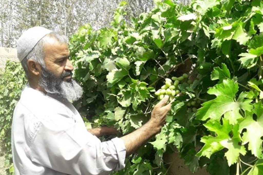 رونق باغ‌های انگور پس از منع کشت موادمخدر در هلمند