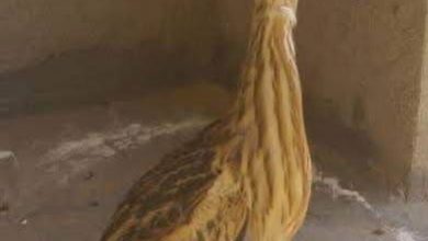 درخواست فوری برای نجات پرنده نادر «مرغ شکری» در افغانستان