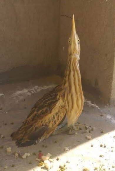 درخواست فوری برای نجات پرنده نادر «مرغ شکری» در افغانستان