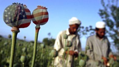 مأموریت پنهان سیا در افغانستان؛ پروژه‌ای ناکام برای تغییر ژنتیکی تریاک