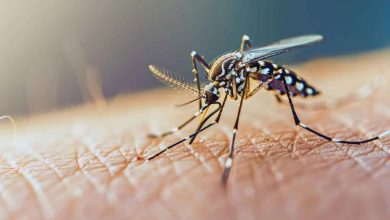 سازمان جهانی بهداشت: موارد تب دنگی امسال از مرز ۴۳۸۴ مورد گذشت