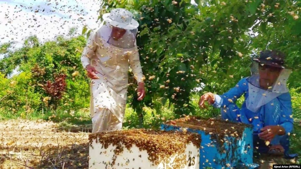 خاصیتهای شگفتانگیز عسل؛ شیرینی طبیعی با فواید فراوان