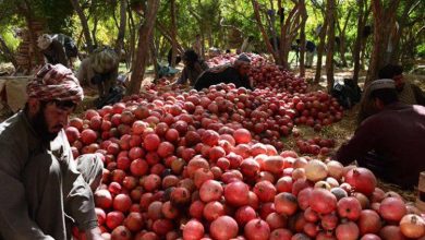 افزایش کم‌سابقه قیمت انار و انگور در پاکستان پس از توقف تجارت با افغانستان
