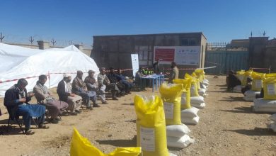 آغاز توزیع تخم گندم برای ۱۰۶ هزار خانواده دهقان در سراسر کشور