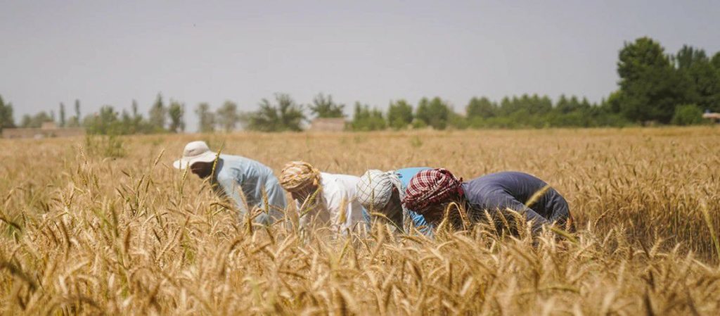 طرح کشاورزی هوشمند؛ امیدی برای حل بحران غذایی افغانستان