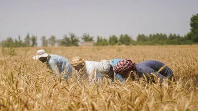 طرح کشاورزی هوشمند؛ امیدی برای حل بحران غذایی افغانستان