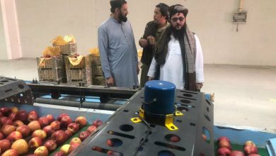 آغاز صادرات سیب قندهار به روسیه