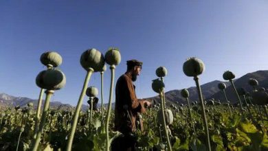 کاهش ۲۰ درصدی کشت تریاک در افغانستان در سال ۲۰۲۵