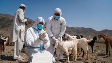 بیماری طاعون کوچک‌نشینان؛ بیش از ۲۱ میلیون دام در خطر است