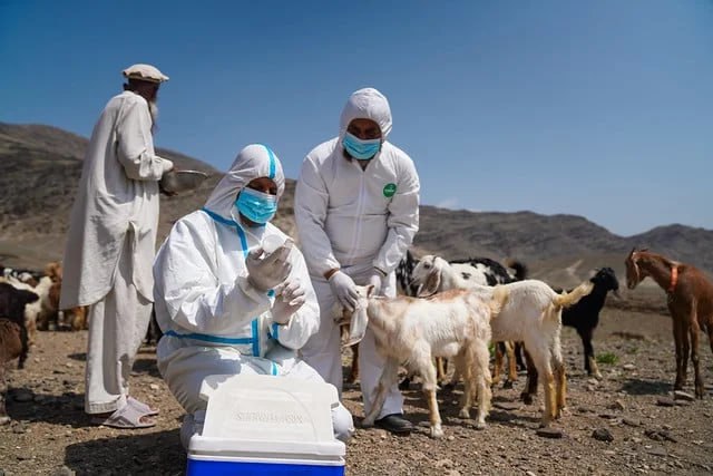 بیماری طاعون کوچکنشینان؛ بیش از ۲۱ میلیون دام در خطر است