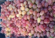 صادرات انگور قندهار ۴۴ درصد رشد کرد