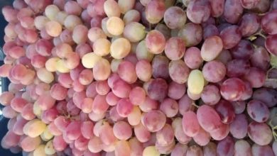 صادرات انگور قندهار ۴۴ درصد رشد کرد