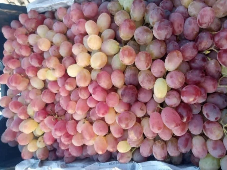 صادرات انگور قندهار ۴۴ درصد رشد کرد