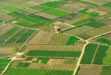 امیدواری کشاورزان هرات پس از بارش‌های اخیر