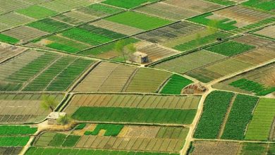 امیدواری کشاورزان هرات پس از بارشهای اخیر