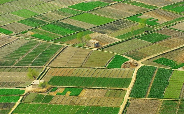 امیدواری کشاورزان هرات پس از بارشهای اخیر