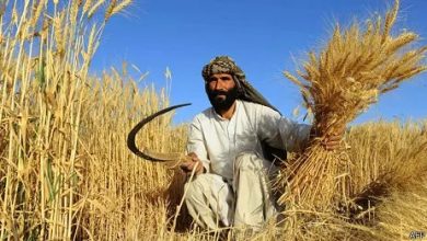 عربستان یک میلیون دالر برای تقویت کشاورزی و امنیت غذایی افغانستان کمک کرد