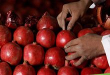 اولین محموله انار افغانستان به قطر صادر شد