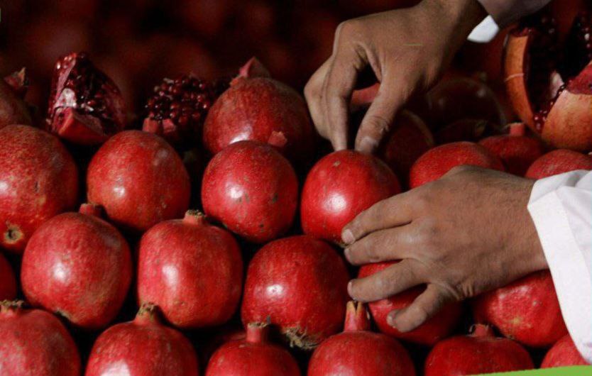 اولین محموله انار افغانستان به قطر صادر شد