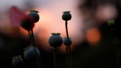 فرمان جدید طالبان: کشت و تولید «بنگ» در افغانستان ممنوع شد