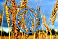 حمایت ۶ میلیون دالری فائو از کسب‌وکارهای زراعتی افغانستان