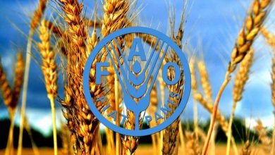 حمایت ۶ میلیون دالری فائو از کسب‌وکارهای زراعتی افغانستان