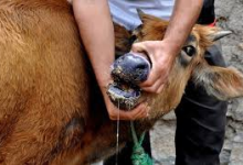 درخواست هیات کابل از روسیه برای کمک در مهار تب برفکی