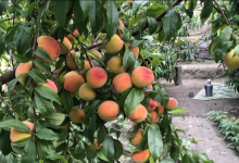 ننگرهار آماده برداشت بیش از ۱۱ هزار تُن شفتالو در سال جاری