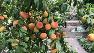 ننگرهار آماده برداشت بیش از ۱۱ هزار تُن شفتالو در سال جاری