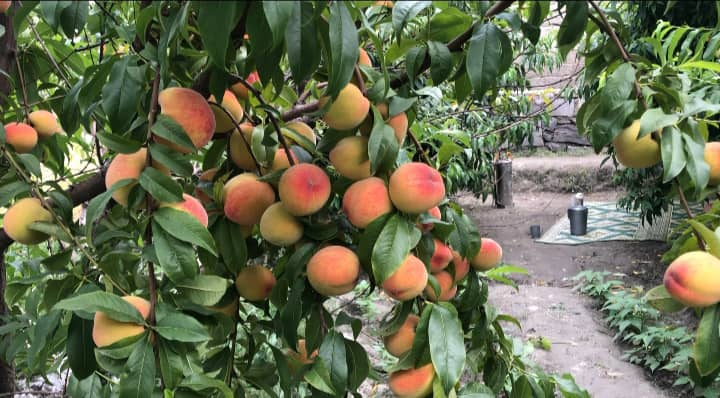 ننگرهار آماده برداشت بیش از ۱۱ هزار تُن شفتالو در سال جاری