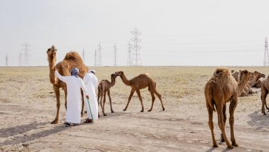کویت در آستانه فروپاشی؛ توقف کامل نفت و بحران تأمین مایحتاج