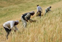 افزایش بیش از ۵۰ درصدی برداشت گندم للمی در هرات