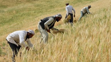 افزایش بیش از ۵۰ درصدی برداشت گندم للمی در هرات