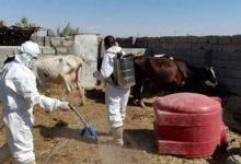 ثبت ۱۶ مورد تب کانگو در هرات پس از عید قربان