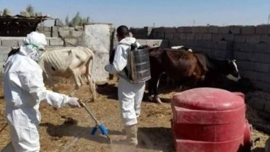 ثبت ۱۶ مورد تب کانگو در هرات پس از عید قربان