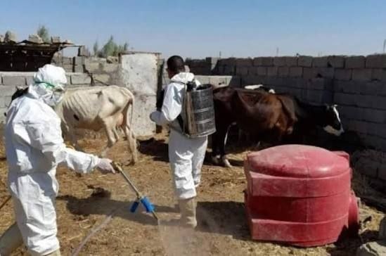 ثبت ۱۶ مورد تب کانگو در هرات پس از عید قربان