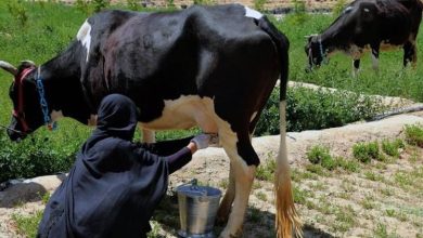اتحادیه اروپا ۱۱ میلیون یورو برای توسعه دامداری افغانستان اختصاص داد