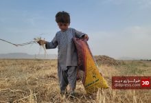 کودکان نیمروز؛ قربانیان اعتیاد پدران و کارهای سخت